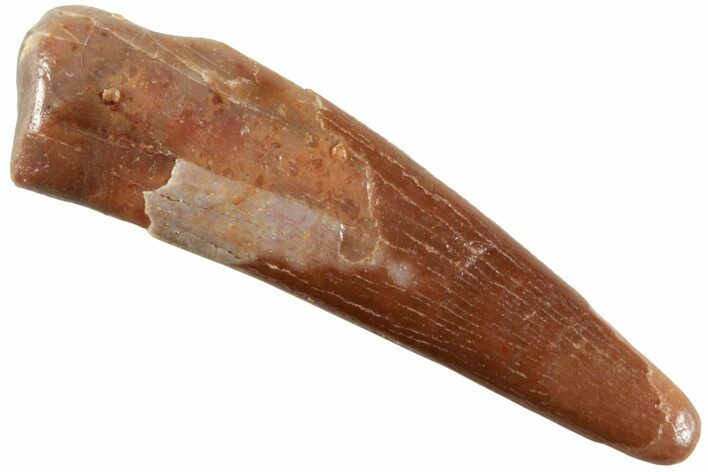 Fossil Pterosaur (Siroccopteryx) Tooth - Morocco #234966